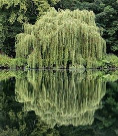 a large willow tree sitting next to a lake in the middle of a lush green forest