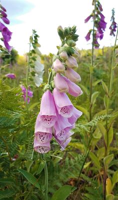 pink flowers are blooming in the field