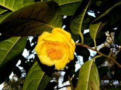 a yellow flower is blooming on a tree