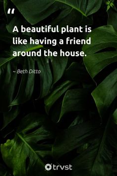 some green leaves with a quote on it that says, a beautiful plant is like having a friend around the house