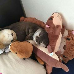 a dog sleeping on top of stuffed animals