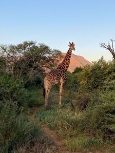 a giraffe standing on top of a lush green field next to tall trees