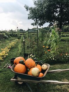 a wheelbarrow filled with pumpkins and gourds in a vegetable garden