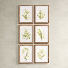 four framed botanical prints on a wall in a living room with a couch and coffee table