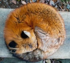 an animal that is laying down on some kind of wood planks with it's eyes closed