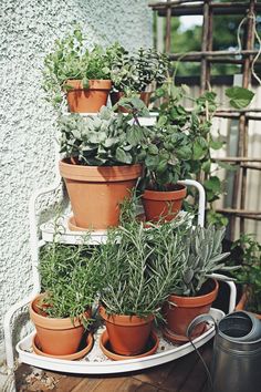 there are many potted plants on the shelf