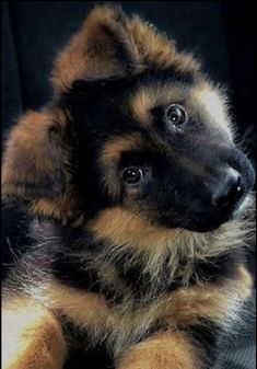 a brown and black puppy sitting on top of a couch next to a stuffed animal