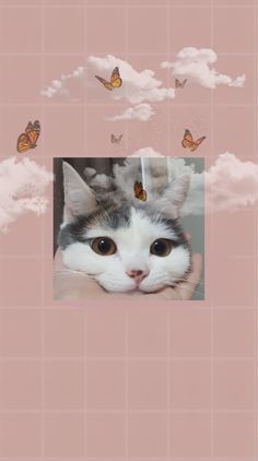 there is a cat that is looking at the camera with butterflies above it and in the sky