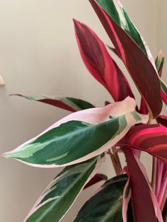 a plant with red and green leaves on it