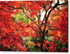 red leaves on a tree in the fall