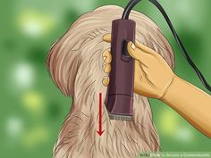 a dog being groomed with a hair dryer