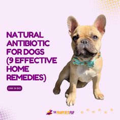 Natural Antibiotics For Dogs, Antibiotics For Dogs, Meds For Dogs, Natural Antibiotic, Dog Cold, Dog Remedies, Dog Wellness, Medication For Dogs, Dental Cavities