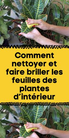 two hands holding leaves with the words comment netoyer et faire brilles feuilles des plantes d'en