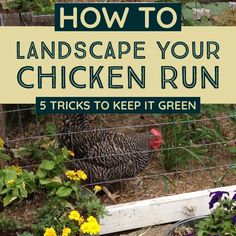 chickens in their pen with the words how to landscape your chicken run 5 tricks to keep it green