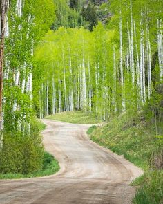 a dirt road in the middle of a forest with tall trees on both sides and green foliage on either side