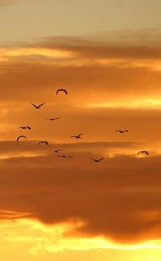 a flock of birds flying in the sky at sunset