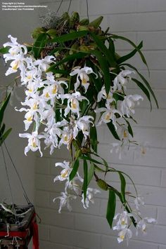 white flowers are hanging from the branches of a tree in front of a brick wall