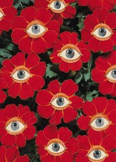 red flowers with green eyes in the middle