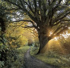 the sun shines through the trees on this path that leads to an old tree