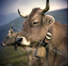 two cows with horns are standing in the grass