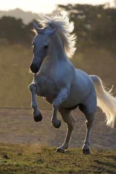 a white horse is galloping in the field with its front legs spread out and it's rear leg up