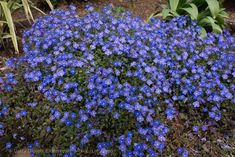 blue flowers are growing in the garden