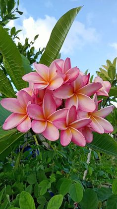 pink flowers are blooming in the middle of green leaves and blue sky behind them