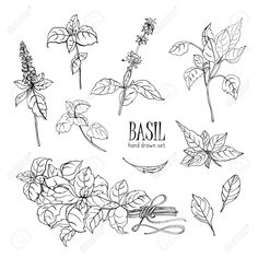 different types of flowers and leaves drawn by hand on a white background with place for text