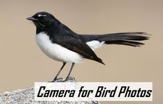 a black and white bird sitting on top of a rock with the words camera for bird photos above it