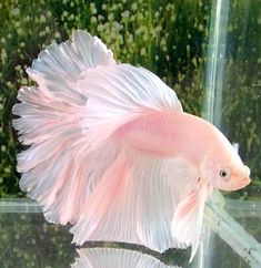 a pink and white siamese fish in an aquarium