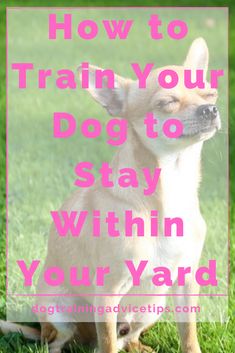 a small dog sitting in the grass with text overlay reading how to train your dog to stay within your yard