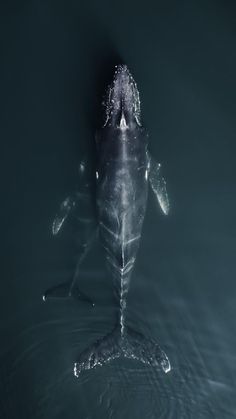 a large whale is swimming in the water