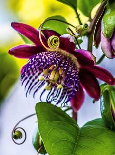 a purple flower with green leaves on the bottom and yellow stamens in the middle