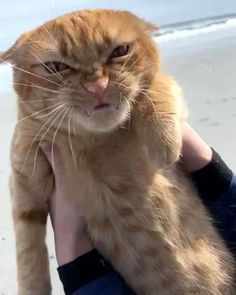 an orange cat sitting on top of someone's arm at the beach with its eyes wide open