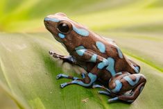 a blue and brown frog sitting on top of a green leaf