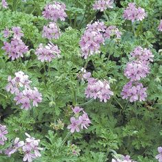 purple flowers blooming in the middle of green leaves and plants with pink blooms on them