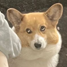 a corgi dog is being petted by someone's hand on the ground