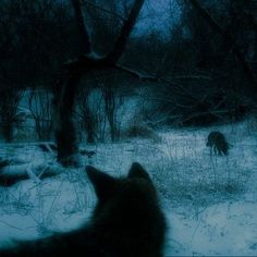 the wolf is walking through the woods at night