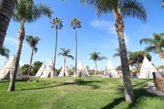 palm trees and teepees are in the foreground