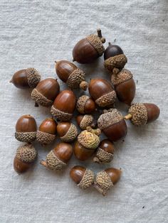 several acorns are shown on a tablecloth, with one nut in the middle