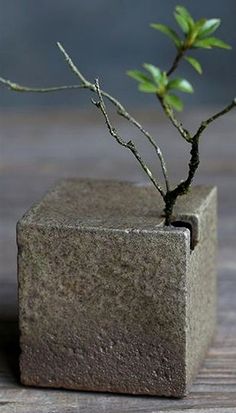 a small bonsai tree growing out of a concrete block