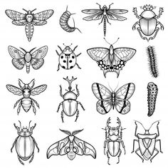 different kinds of insects in black and white