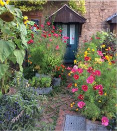 the garden is full of colorful flowers and plants