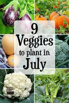 vegetables to plant in july with the title 9 veggies to plant in july