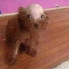 a small brown dog sitting on top of a wooden floor next to a pink wall