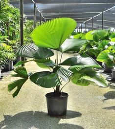 a large green plant in a black pot on the ground next to other plants and trees