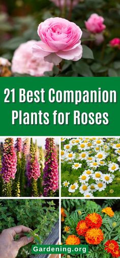 flowers and plants with the title, 21 best companion plants for roses gardening orgs