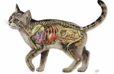 a cat with a skeleton on its back and the body in it's stomach