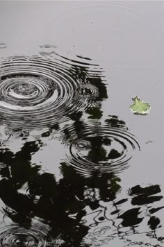 a book cover with water ripples on the surface and trees reflected in the water