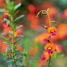 an orange and pink flower is in the foreground, with other flowers in the background